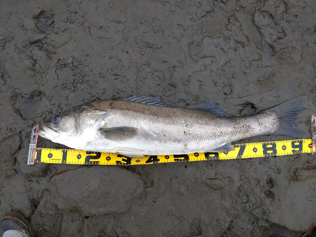 シーバスランカークラブ