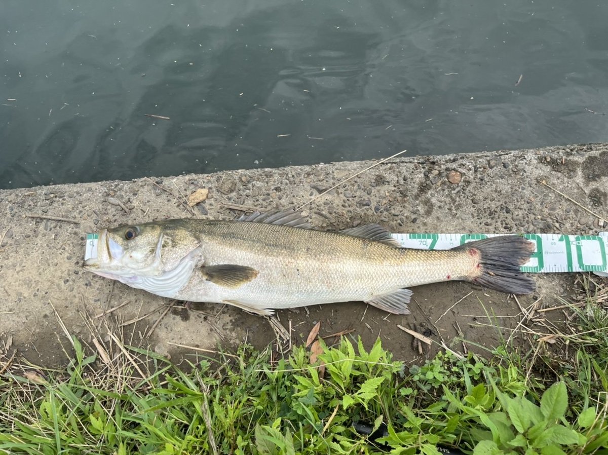 シーバスランカークラブ