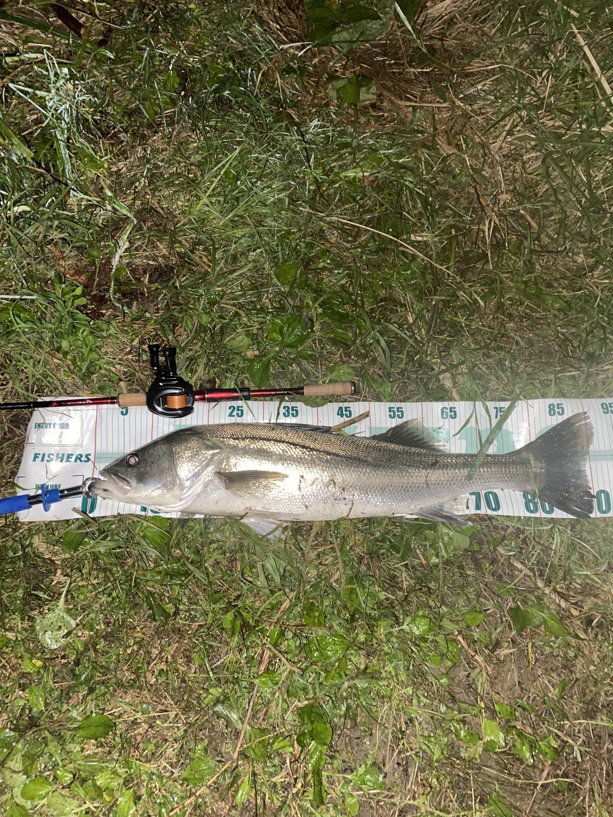 シーバスランカークラブ