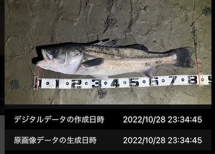 シーバスランカークラブ