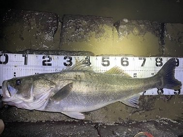 シーバスランカークラブ