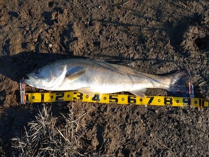 シーバスランカークラブ