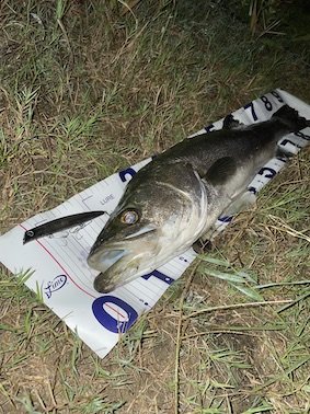 シーバスランカークラブ