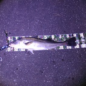 シーバスランカークラブ