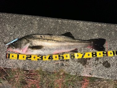 シーバスランカークラブ