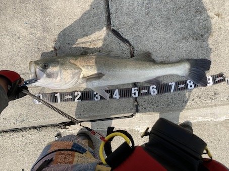 シーバスランカークラブ