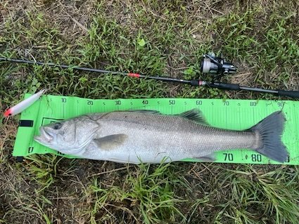 シーバスランカークラブ